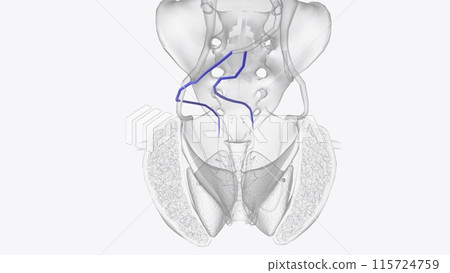 The superior rectal vein, or superior hemorrhoidal vein, connects veins surrounding the rectum to the inferior mesenteric vein The superior rectal vein, or superior hemorrhoidal vein, connects veins surrounding the rectum to the inferior mesenteric vein 115724759