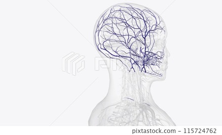 Tributaries of external jugular vein 115724762