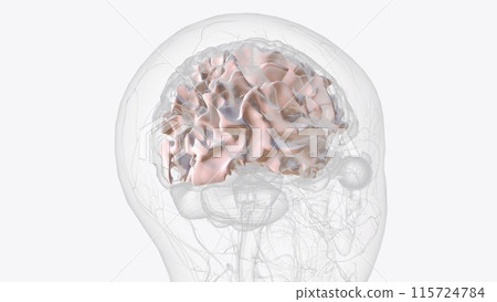 White matter is made up of a large network of nerve fibers (axons) in your brain that allows the exchange of information White matter is made up of a large network of nerve fibers (axons) in your brain that allows the exchange of information 115724784