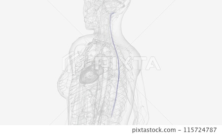 Posterior spinal veins are small veins which receive blood from the dorsal spinal cord Posterior spinal veins are small veins which receive blood from the dorsal spinal cord 115724787