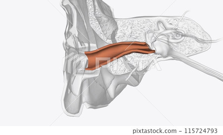 The ear canal, or auditory canal, is a tube that runs from the outer ear to the eardrum The ear canal, or auditory canal, is a tube that runs from the outer ear to the eardrum 115724793