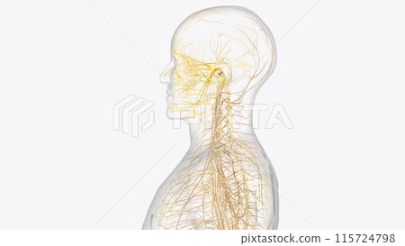 Cranial Nerves ; I, olfactory, The olfactory nerve carries impulses for the sense of smell 115724798