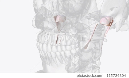 Connective tissue of jaw 115724804