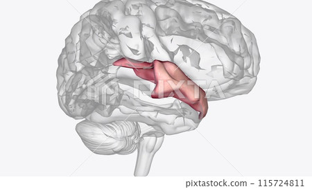 Anterior part of right superior temporal gyrus Anterior part of right superior temporal gyrus 115724811