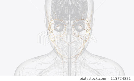 The abducens nerve is the sixth cranial nerve (CN VI). It is, along with the oculomotor nerve (CN III) and the trochlear nerve 115724821