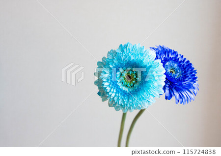 Blue Gerbera Blue Gerbera 115724838