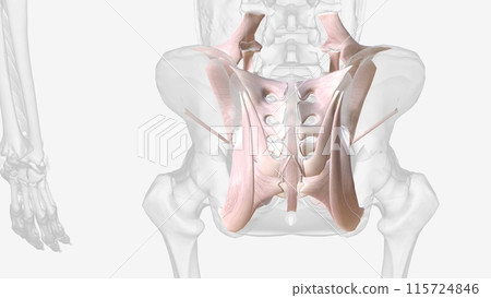 The ligaments of the female reproductive tract are a series of structures that support the internal female genitalia in the pelvis The ligaments of the female reproductive tract are a series of structures that support the internal female genitalia in the pelvis 115724846