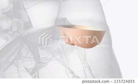 pulmonary valve is a heart valve that helps manage blood flow in your heart pulmonary valve is a heart valve that helps manage blood flow in your heart 115724855
