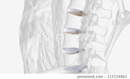 The lumbar intervertebral discs are the thickest compared to other spinal regions 115724863