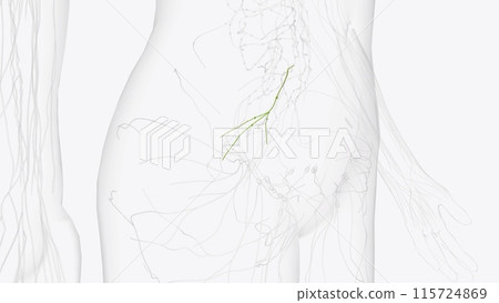The sacral lymph nodes are placed in the concavity of the sacrum The sacral lymph nodes are placed in the concavity of the sacrum 115724869