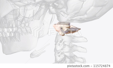 The first cervical vertebra, also known as the atlas, bears very little resemblance to any other vertebra The first cervical vertebra, also known as the atlas, bears very little resemblance to any other vertebra 115724874