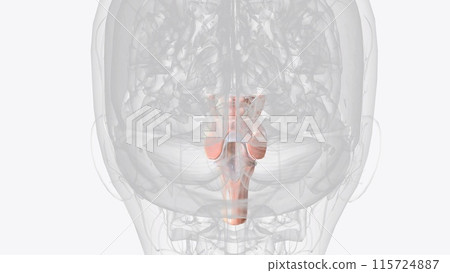 Brainstem, area at the base of the brain that lies between the deep structures of the cerebral hemispheres and the cervical spinal cord Brainstem, area at the base of the brain that lies between the deep structures of the cerebral hemispheres and the cervical spinal cord 115724887