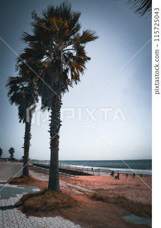 Palm trees on the coast 115725043