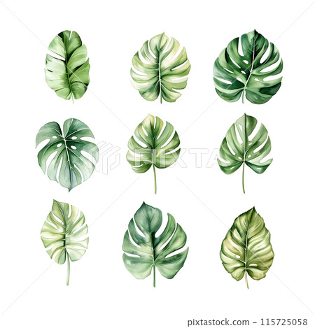 Watercolor illustration of a monstera leaf on a white background Watercolor illustration of a monstera leaf on a white background 115725058
