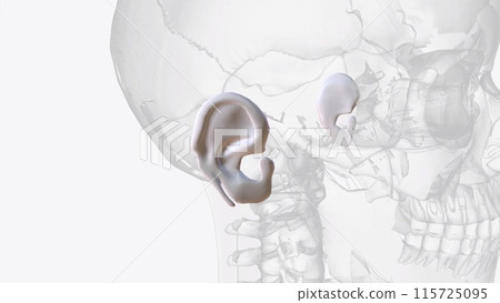 Auricular cartilage is flexible, connective tissue, sometimes referred to as gristle 115725095