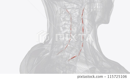 Each anterior cervical intertransversarii muscle originates from the anterior tubercle of the transverse process of the cervical vertebra Each anterior cervical intertransversarii muscle originates from the anterior tubercle of the transverse process of the cervical vertebra 115725106