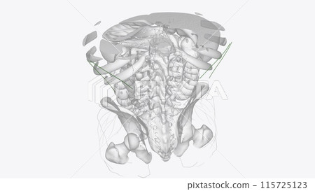 Superficial Iymphatics of thorax 115725123