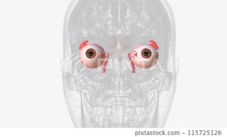 The diencephalon (interbrain) is a region at the core of the brain and is surrounded by the cerebral hemispheres 115725126