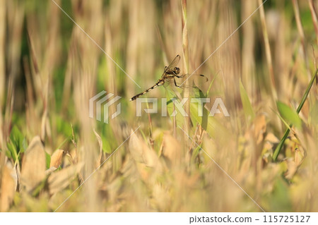 雌蜻蜓棲息在褐色草地上 115725127