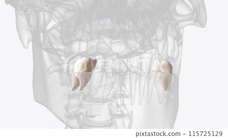 The mandibular first molar usually has two roots, a mesial and a distal The mandibular first molar usually has two roots, a mesial and a distal 115725129