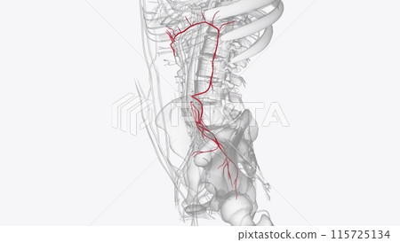 Branches of inferior mesenteric artery Branches of inferior mesenteric artery 115725134