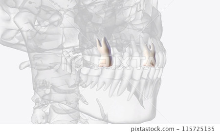 The maxillary second premolar is one of two teeth located in the upper maxilar 115725135
