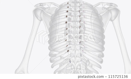 The costovertebral joints describe two groups of synovial plane joints which connect the proximal 115725136