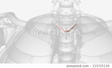 The interclavicular ligament is a flattened band, which varies considerably in form and size in different individuals, The interclavicular ligament is a flattened band, which varies considerably in form and size in different individuals, 115725139