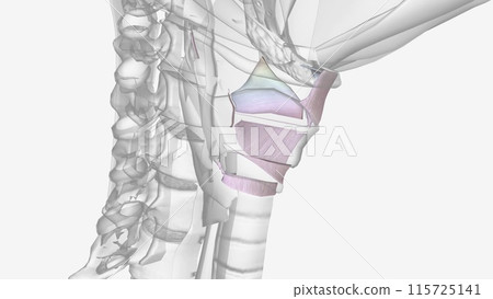 Ligaments of the head and neck Ligaments of the head and neck 115725141