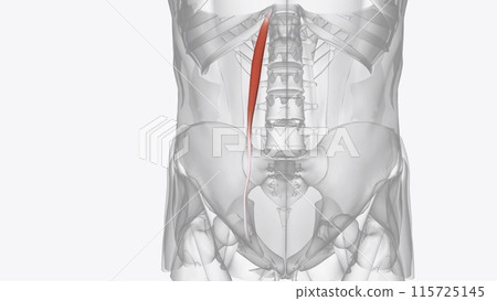 The psoas minor muscle is a long, slender skeletal muscle The psoas minor muscle is a long, slender skeletal muscle 115725145