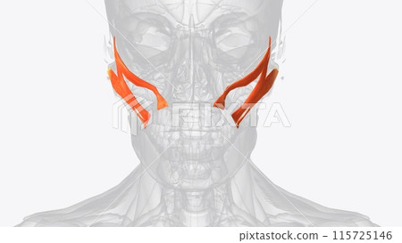 The brachialis (brachialis anticus), also known as the Teichmann muscle, is a muscle in the upper arm that flexes the elbow The brachialis (brachialis anticus), also known as the Teichmann muscle, is a muscle in the upper arm that flexes the elbow 115725146