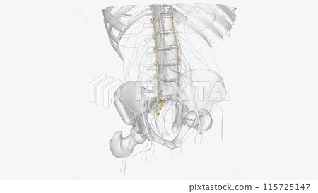The sympathetic trunks are a paired bundle of nerve fibers that run from the base of the skull to the coccyx 115725147