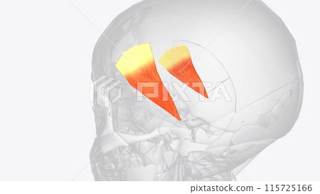 The Temporoparietalis is a muscle of scalp that attaches from the fascia superior to the ear to the Galea aponeurotica 115725166