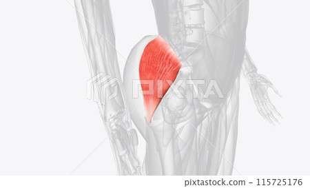 Gluteus minimus is the smallest muscle of the glutei Gluteus minimus is the smallest muscle of the glutei 115725176