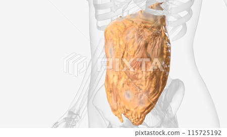 The greater omentum is a two-leaflet hammock 115725192