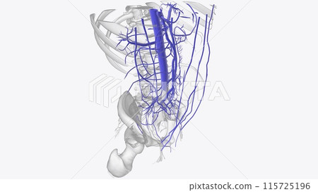 The veins of the abdomen drain deoxygenated blood and return it to the heart The veins of the abdomen drain deoxygenated blood and return it to the heart 115725196