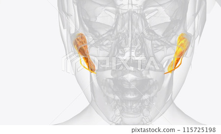 Parotid glands and ducts 3d 115725198