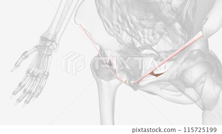 The iliolumbar ligament is a strong band of connective tissue and one of the three vertebropelvic ligaments 115725199