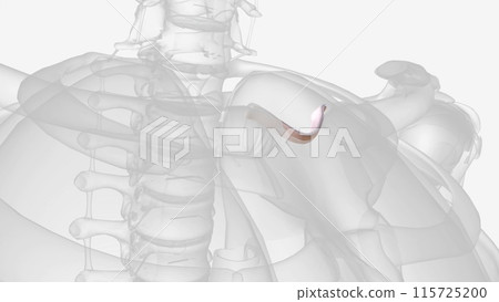 The interclavicular ligament is a flattened band, which varies considerably in form and size in different individuals, The interclavicular ligament is a flattened band, which varies considerably in form and size in different individuals, 115725200