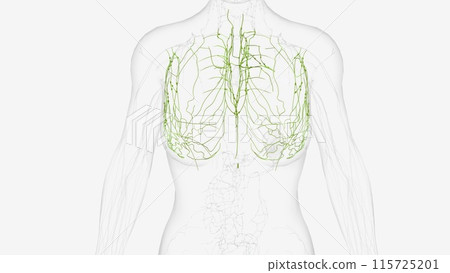 The thoracic duct and right lymphatic duct are two major lymph channels found close to the posterior thoracic wall The thoracic duct and right lymphatic duct are two major lymph channels found close to the posterior thoracic wall 115725201