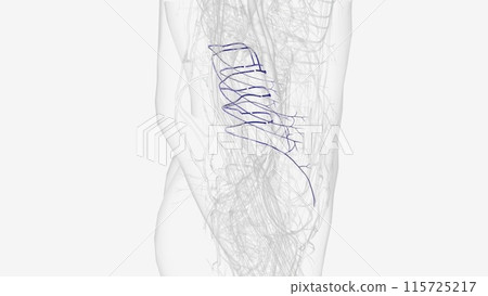 The lumbar veins are four pairs of veins running along the inside of the posterior abdominal wall, The lumbar veins are four pairs of veins running along the inside of the posterior abdominal wall, 115725217
