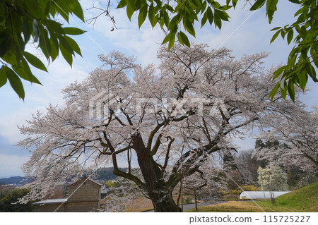 亞美櫻花 亞美櫻花 115725227
