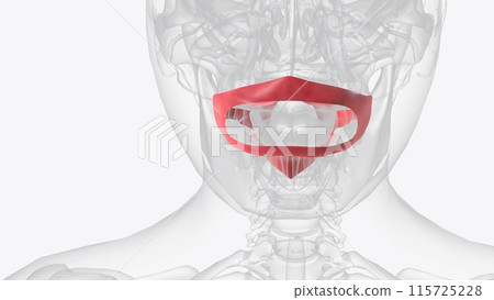The oral mucosa is the mucous membrane lining the inside of the mouth The oral mucosa is the mucous membrane lining the inside of the mouth 115725228