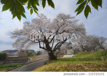 亞美櫻花 亞美櫻花 115725231