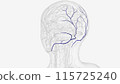The occipital vein originates from small vessels on the posterior aspect of the scalp and drains the superficial muscles 115725240