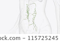 colic Lymphatic vessels 115725245