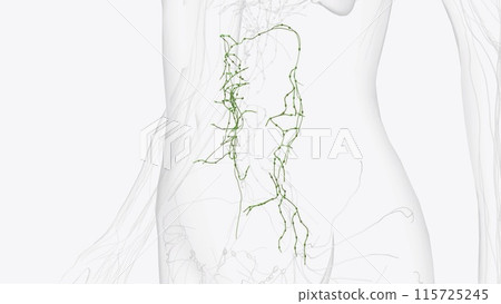 colic Lymphatic vessels 115725245