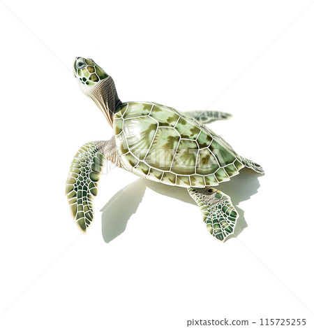 Watercolor illustration of a green slider turtle on white background Watercolor illustration of a green slider turtle on white background 115725255