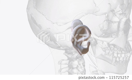 Auricular cartilage is flexible, connective tissue, sometimes referred to as gristle Auricular cartilage is flexible, connective tissue, sometimes referred to as gristle 115725257