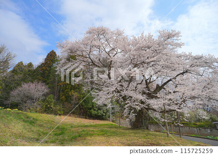 亞美櫻花 亞美櫻花 115725259